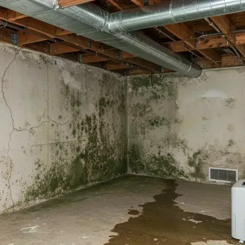 Professional Mold Removal in Richland, GA